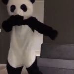 panda