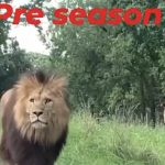 Ibrahimovic Milan social