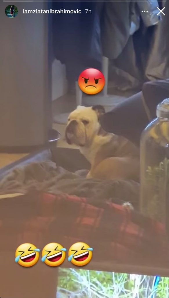 Il cane di Ibrahimovic